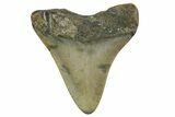 Juvenile Megalodon Tooth - North Carolina #363683-1